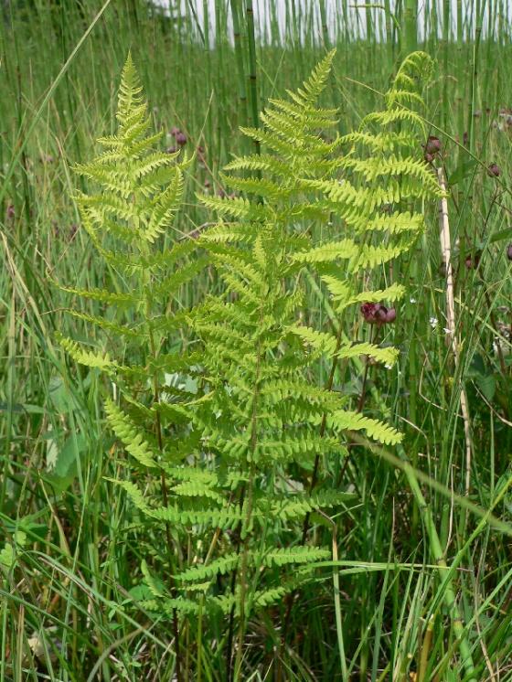 Kapradiník bažinný (Thelypteris palustris), PR V Lisovech [JI], 28.6.2006, foto Luděk Čech