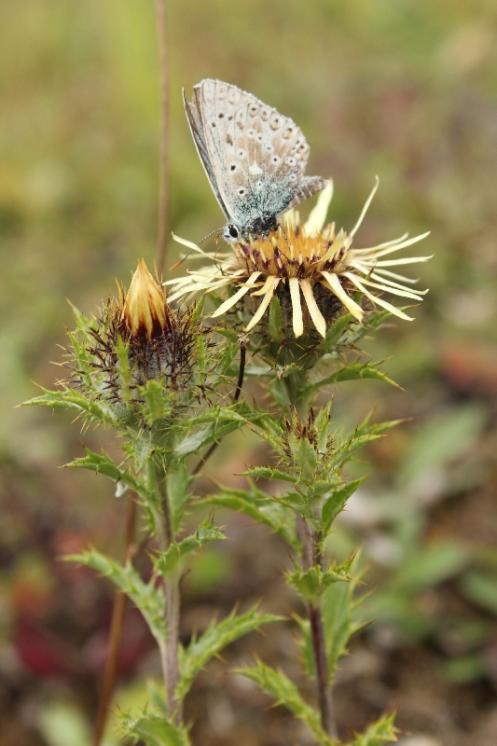 Pupava obecná (Carlina vulgaris), Nová Ves [TR], 13.8.2016, foto Libor Ekrt