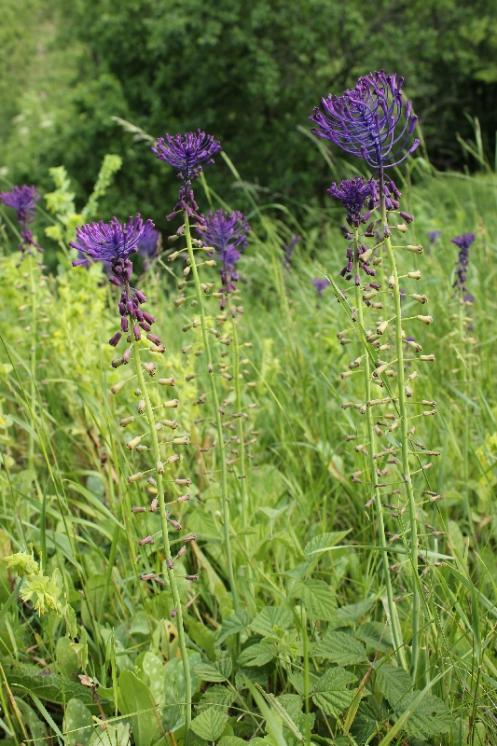 Modřenec chocholatý (Muscari comosum), Krasonice [TR], 17.6.2016, foto Libor Ekrt