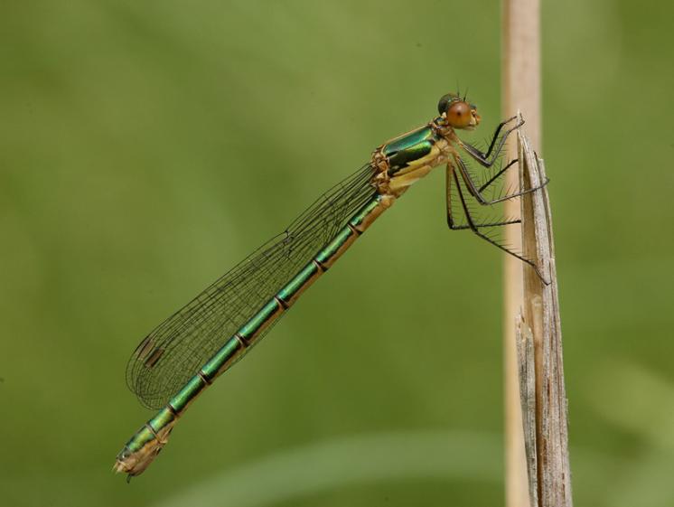 Šídlatka tmavá (Lestes dryas), Opatov na Moravě, foto Václav Křivan