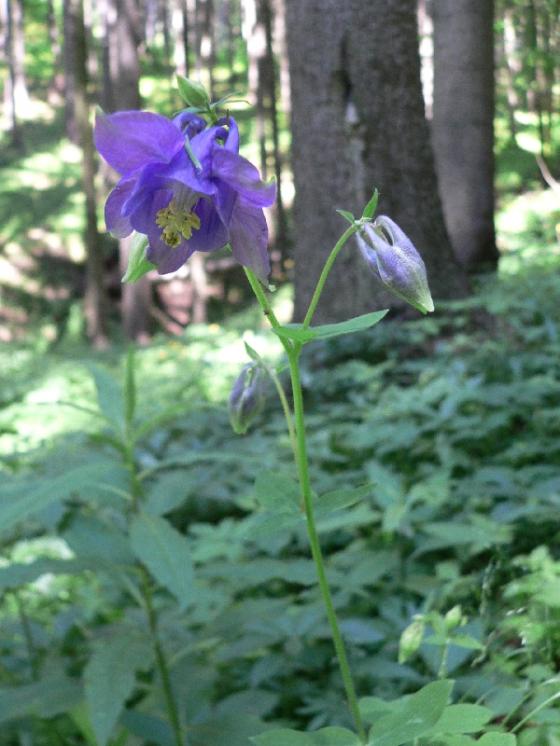 Orlíček obecný (Aquilegia vulgaris), Bolešín, PP Dědkovo [ZR], 17.6.2010, foto Luděk Čech