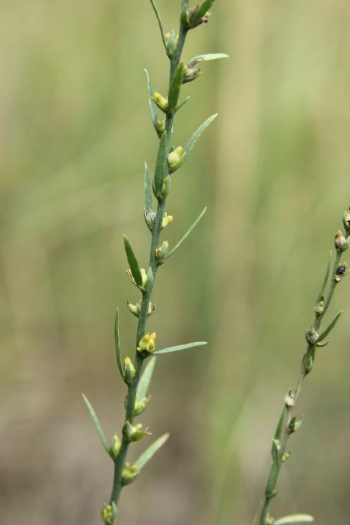 Vrabečnice roční (Thymelaea passerina), PP Křižník [ZR], 30.8.2013, foto Libor Ekrt
