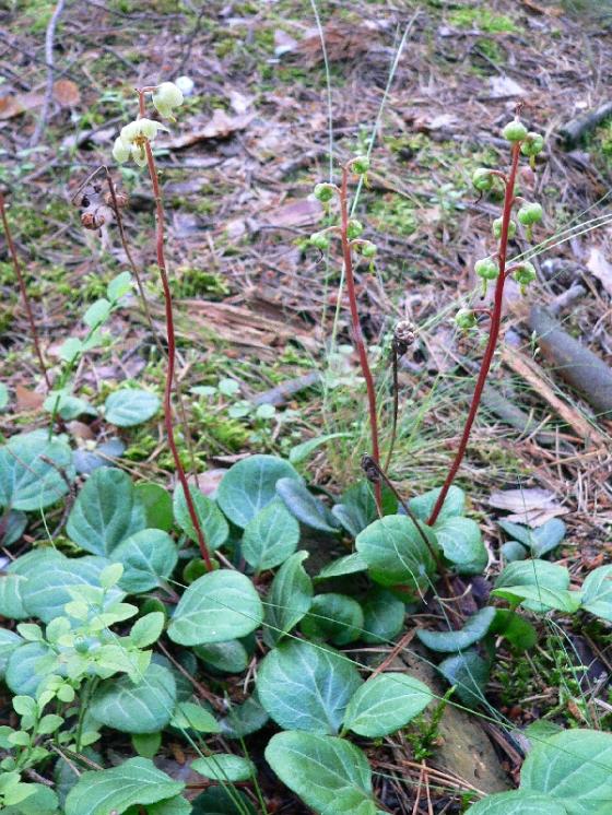 Hruštička zelenokvětá (Pyrola chlorantha), Kostelní Myslová [JI], 22.6.2010, foto Luděk Čech