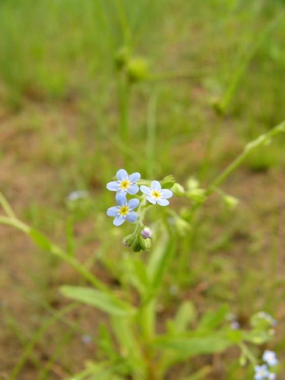 Pomněnka trsnatá (Myosotis caespitosa), Zadní Zhořec, Nový rybník [ZR], 27.6.2016, foto Josef Komárek