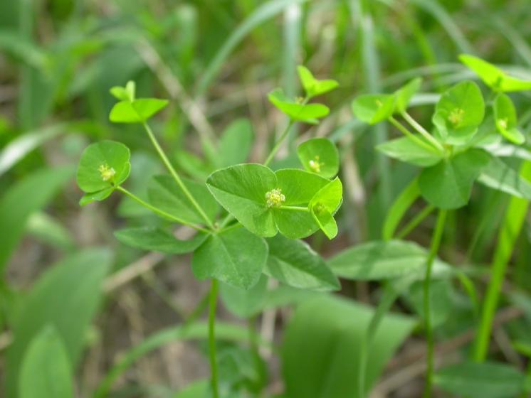 Pryšec hranatý (Euphorbia angulata), PR Údolí Oslavy a Chvojnice [TR], 10.5.2009, foto Jan Roleček
