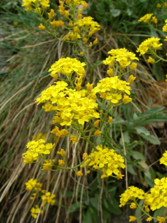 Tařice skalní pravá (Aurinia saxatilis), PR Velká skála [TR], 2.5.2013, foto Josef Komárek