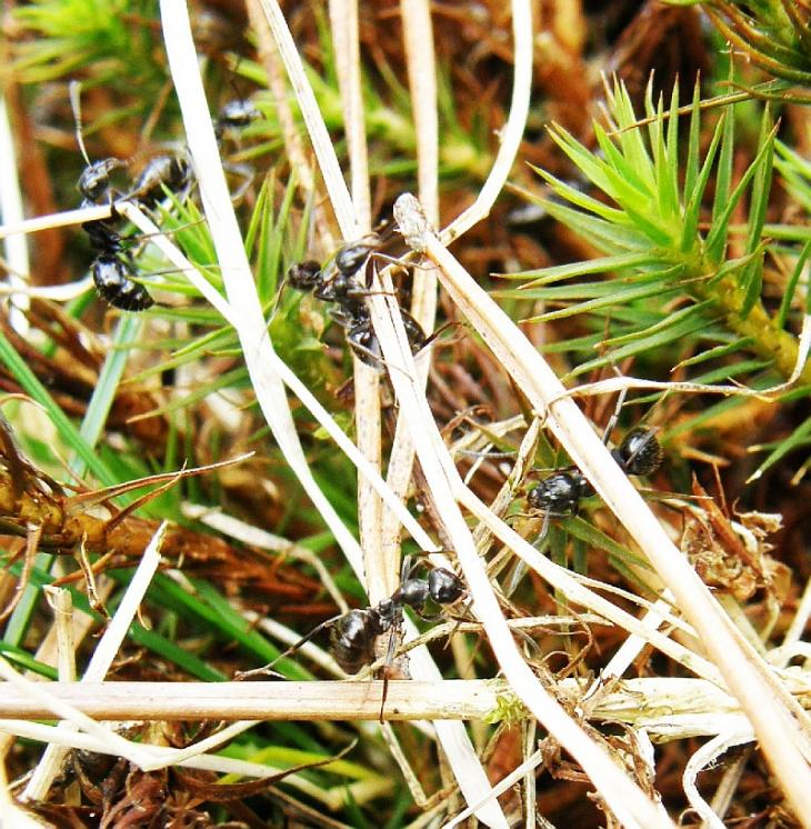 Mravenec rašelinný (Formica picea) vázaný u nás svým výskytem na rašeliniště patří k druhům ohroženým zánikem stanovišť, PR Na Oklice, foto Pavel Bezděčka.