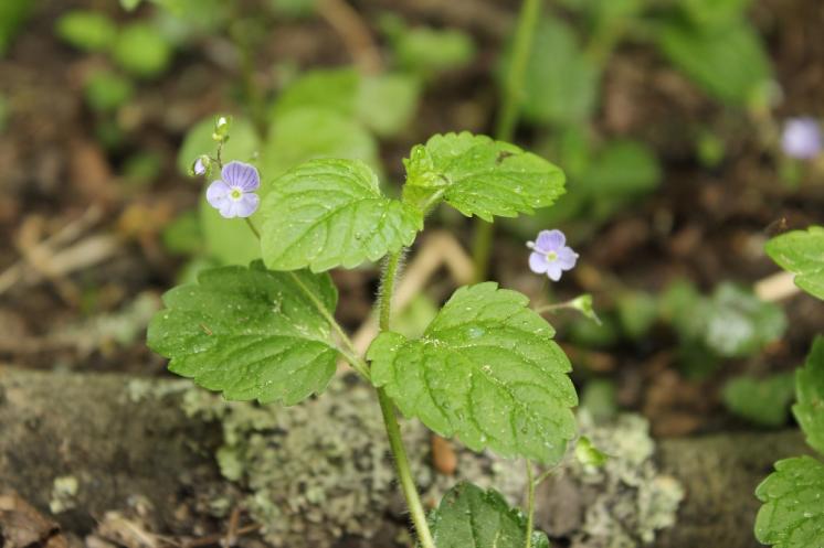 Rozrazil horský (Veronica montana), Vílanec [JI], 19.5.2015, foto Libor Ekrt