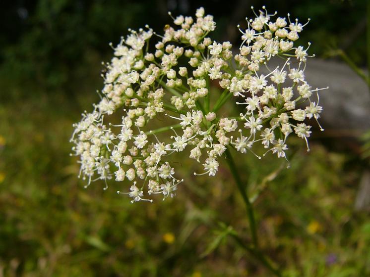 Jarva trojžilná (Cnidium dubium), Sedlatice [JI], 28.8.2013, foto Josef Komárek