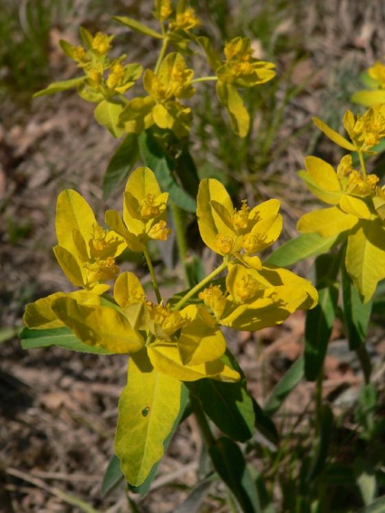 Pryšec mnohobarvý (Euphorbia epithymoides), PR Velká skála [TR], 23.4.2007, foto Luděk Čech