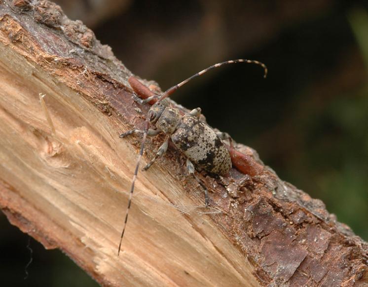Kozlíček Leiopus nebulosus, Náměšť nad Oslavou, foto Václav Křivan