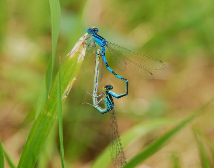 Šidélko huňaté (Coenagrion scitulum), ryb. Parný Mlýn, Krahulov, foto Václav Křivan