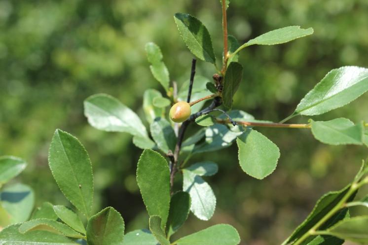 Třešeň křovitá (Prunus fruticosa), Přibyslavice [TR], 12.6.2015, foto Libor Ekrt
