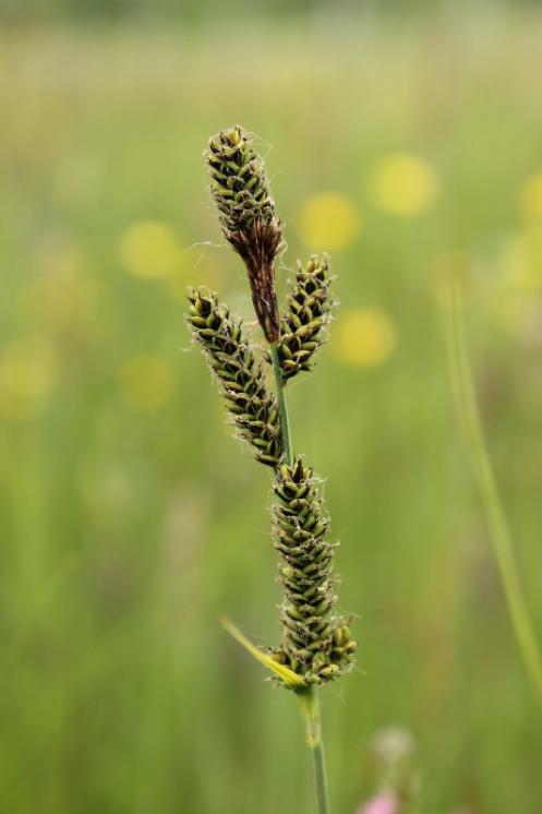 Ostřice Hartmanova (Carex hartmanii), Zvolenovice [JI], 31.5.2015, foto Libor Ekrt