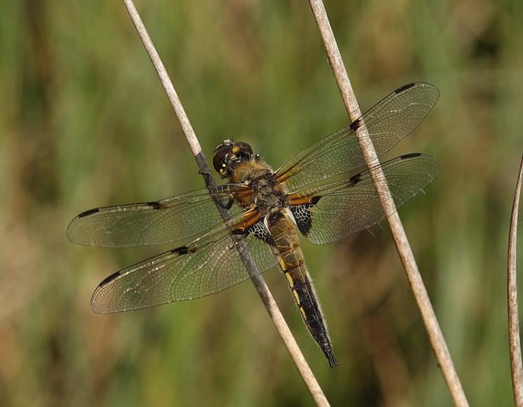 Vážka čtyřskvrnná (Libellula quadrimaculata), Opatov na Moravě, foto Václav Křivan
