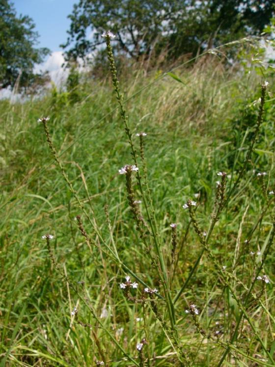 Sporýš lékařský (Verbena officinalis), Kladeruby nad Oslavou [TR], 16.7.2009, foto Josef Komárek