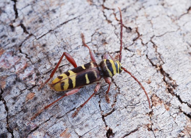 Tesařík Plagionotus detritus, foto Václav Křivan