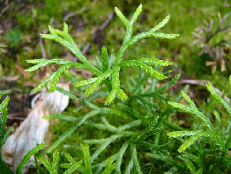 Plavuník zploštělý (Diphasiastrum complanatum), Loučky u Jihlavy [JI], 29.7.2009, foto Josef Komárek