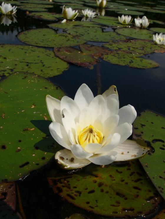 Leknín bělostný (Nymphaea candida), PP Rybníky v Pouštích, Lovětínský rybník [JI], 17.7.2014, foto Josef Komárek
