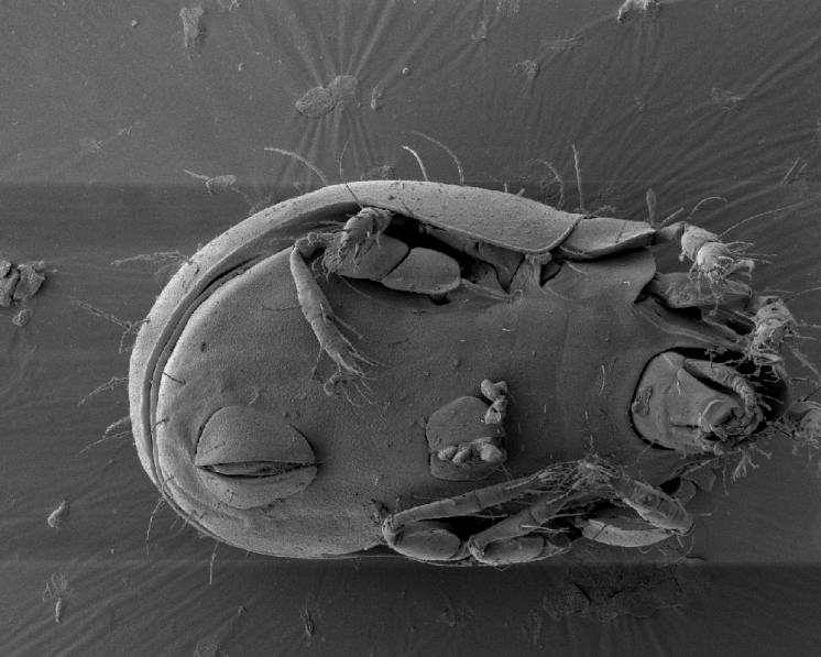 Pancířník Melanozetes meridianus Sellnick, 1928 – ventrální pohled na tělo s genitálními a análními destičkami a gnatosomatem, foto Josef Starý.