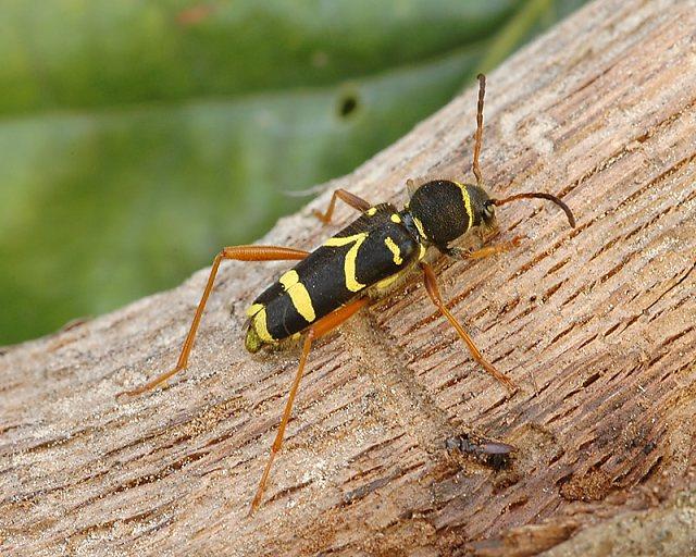 Tesařík Clytus arietis, Kojetice na Moravě, foto Václav Křivan