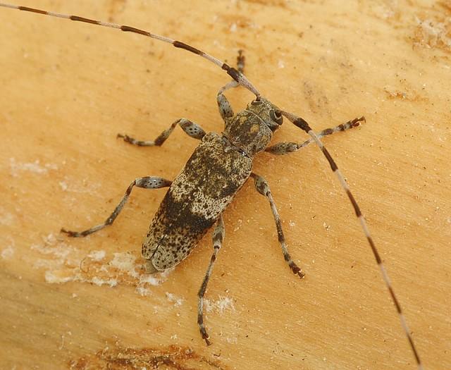 Kozlíček Acanthocinus griseus, Kozlany, foto Václav Křivan