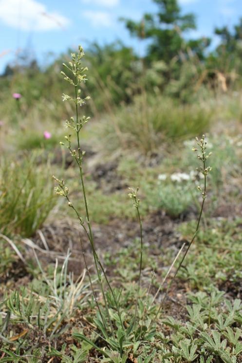 Silenka ušnice (Silene otites), NPR Mohelenská hadcová step [TR], 16.6.2015, foto Libor Ekrt