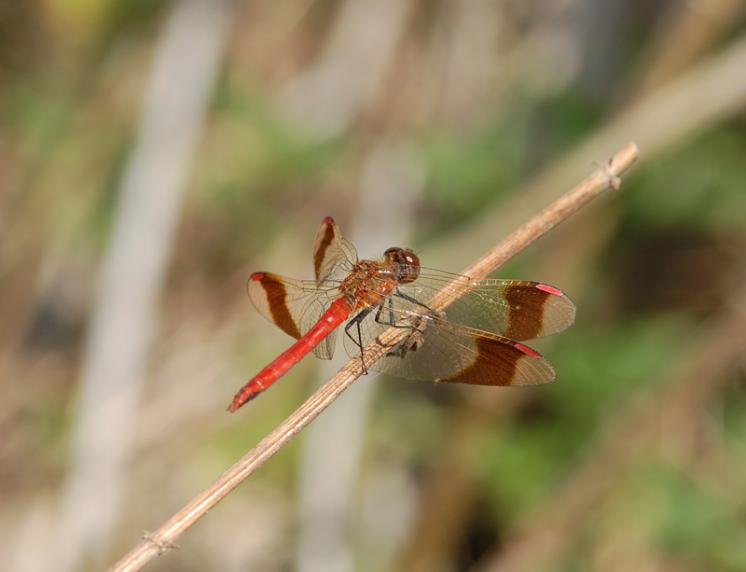 Vážka podhorní (Sympetrum pedemontanum), foto Václav Křivan