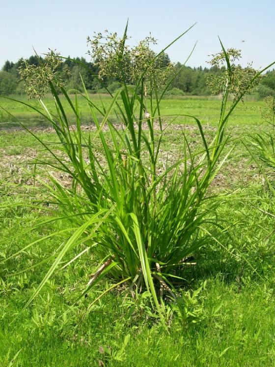 Skřípina kořenující (Scirpus radicans), Buková, rybník Broum [JI], 26.6.2006, foto Luděk Čech