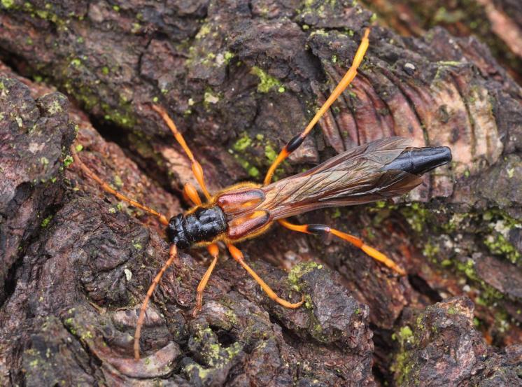 Tesařík Necydalis major, Plešice, foto Václav Křivan