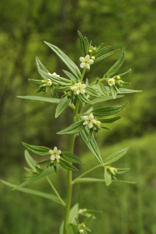 Kamejka lékařská (Lithospermum officinale), PP Křižník [ZR], 1.6.2013, foto Libor Ekrt