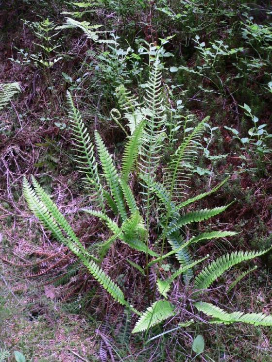 Žebrovice různolistá (Blechnum spicant), Třešť, Stonařovský rybník [JI], 12.6.2007, foto Luděk Čech