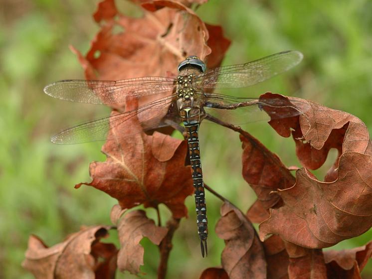 Šídlo pestré (Aeshna mixta), Dlouhá Brtnice, foto Václav Křivan