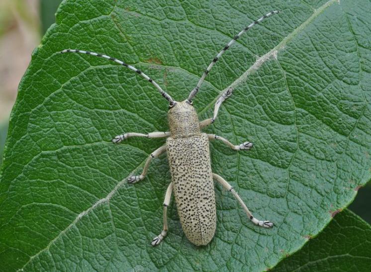 Kozlíček Saperda similis, foto Václav Křivan