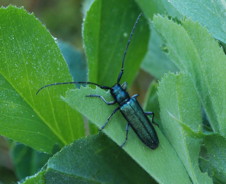 Kozlíček Agapanthia violacea, Slavíkovice, foto Václav Křivan