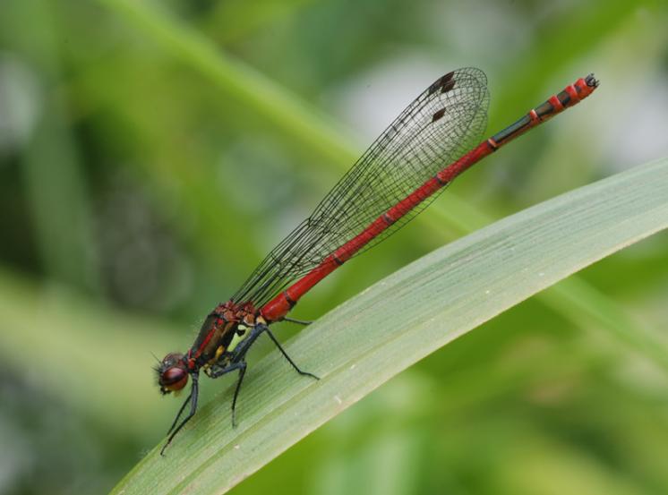 Šidélko ruměnné (Pyrrhosoma nymphula), Opatov na Moravě, foto Václav Křivan