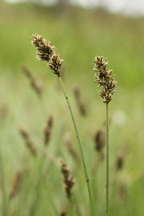 Ostřice přioblá (Carex diandra), PR Vílanecké rašeliniště [JI], 19.5.2015, foto Libor Ekrt