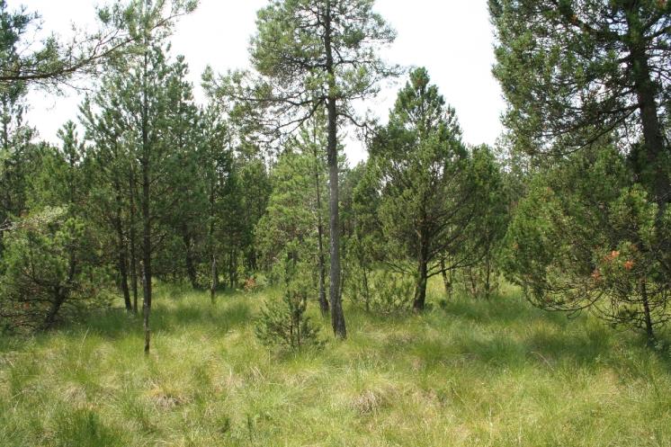 Borovice pyrenejská blatka (Pinus uncinata subsp. uliginosa), NPR Dářko, blatkový bor [ZR], 27.7.2012, foto Libor Ekrt