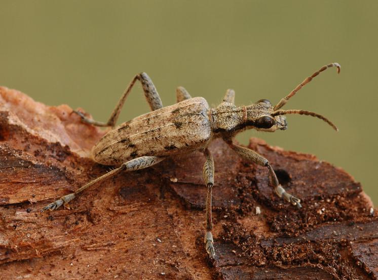 Tesařík korový (Rhagium inquisitor), Štěměchy, foto Václav Křivan