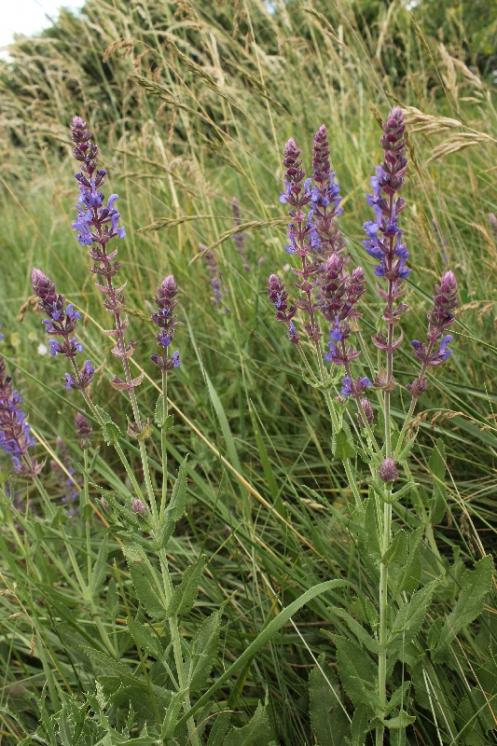 Šalvěj hajní pravá (Salvia nemorosa), Mohelno [TR], 16.6.2015, foto Libor Ekrt