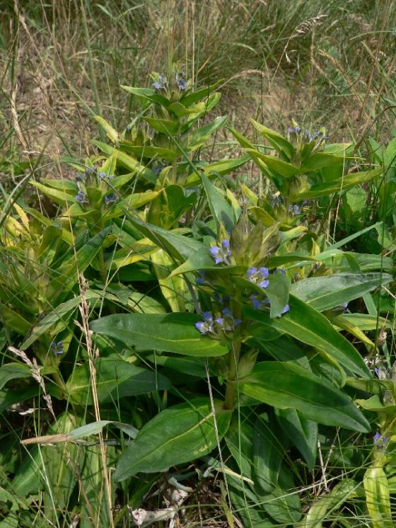 Hořec křížatý pravý (Gentiana cruciata), Rouchovany [TR], 3.7.2012, foto Luděk Čech
