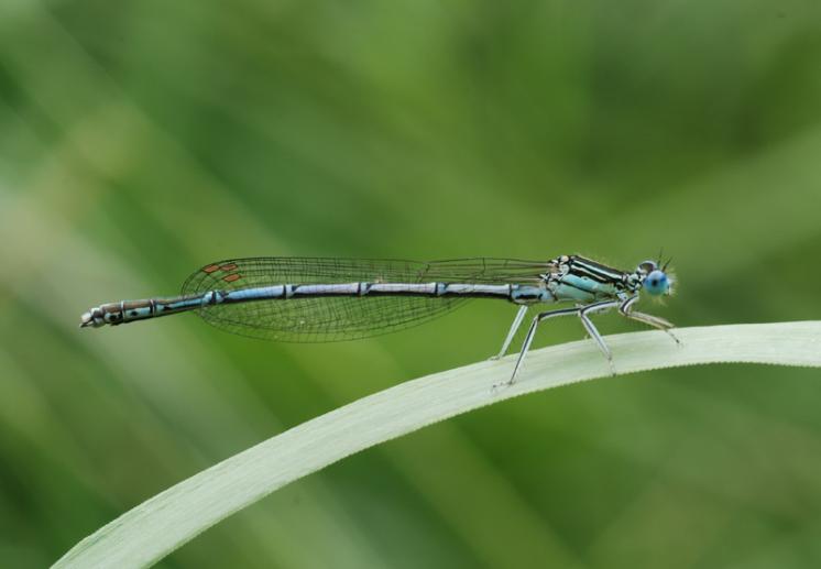 Šidélko brvonohé (Platycnemis pennipes), Třebíč, foto Václav Křivan