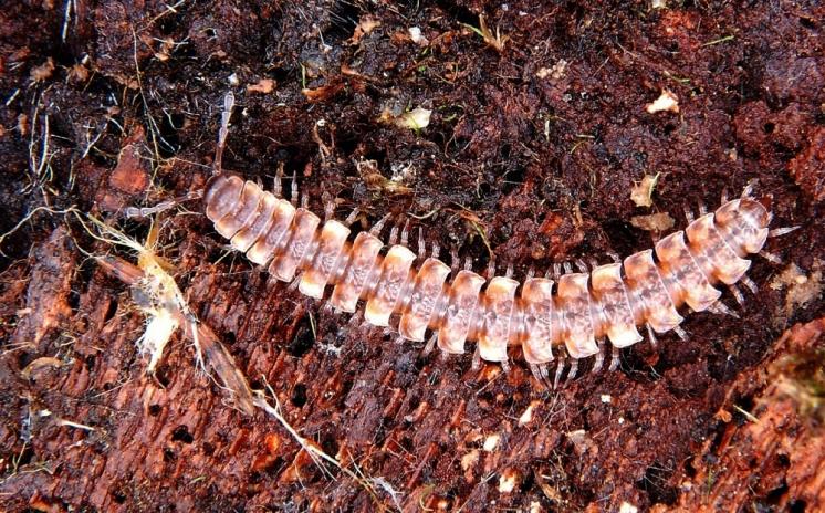 Plochule křehká (Polydesmus complanatus), foto J. Materna a J. Vaněk