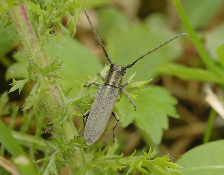 Kozlíček Phytoecia nigricornis, Dešov, foto Václav Křivan