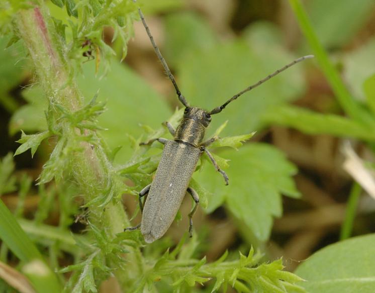 Kozlíček Phytoecia nigricornis, Dešov, foto Václav Křivan