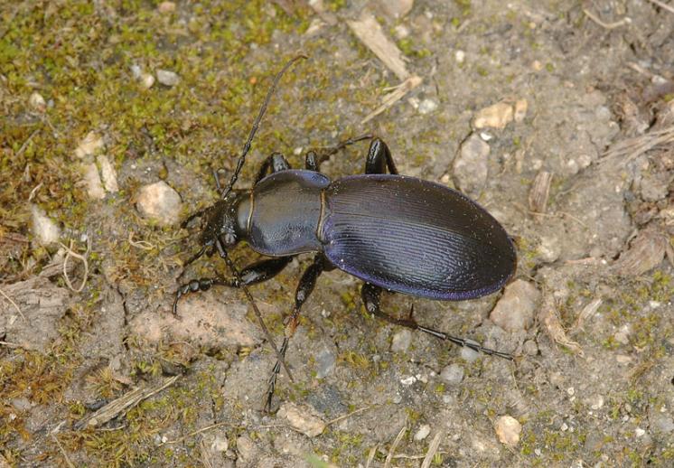 Střevlík Scheidlerův (Carabus scheidleri), foto Václav Křivan