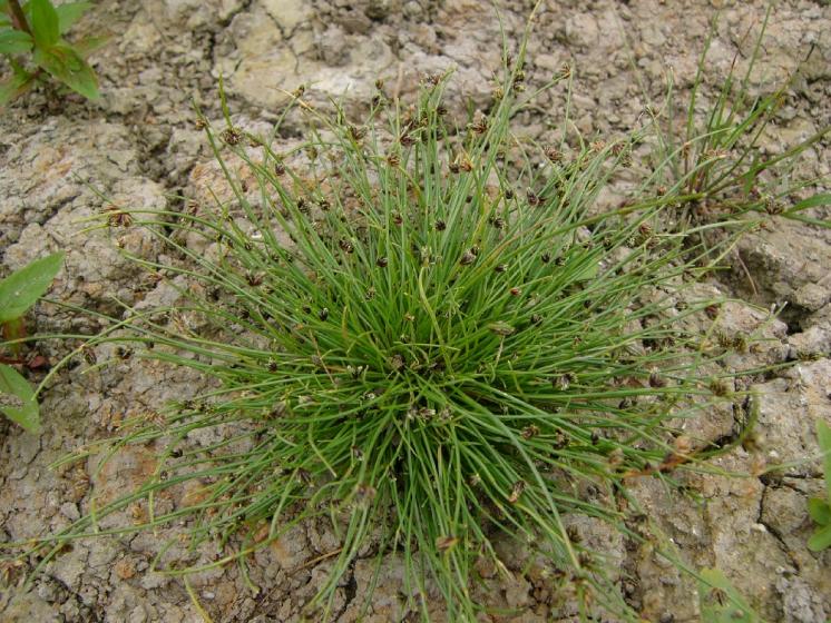 Bezosetka štětinovitá (Isolepis setacea), Křižanov [ZR], 20.7.2012, foto Josef Komárek