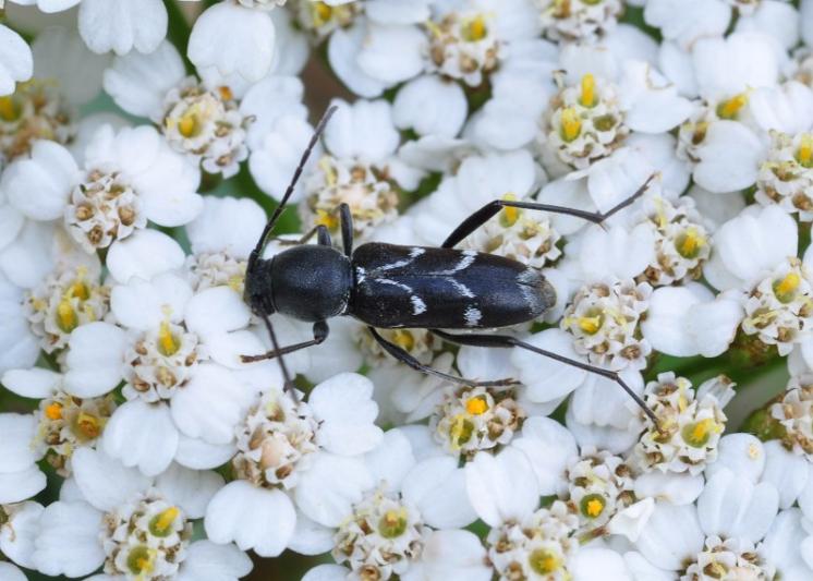 Tesařík Chlorophorus sartor, Mohelno, foto Václav Křivan