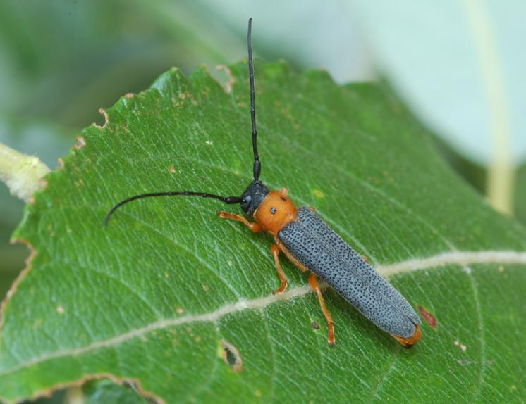 Kozlíček dvojtečný (Oberea oculata), Štěměchy, foto Václav Křivan