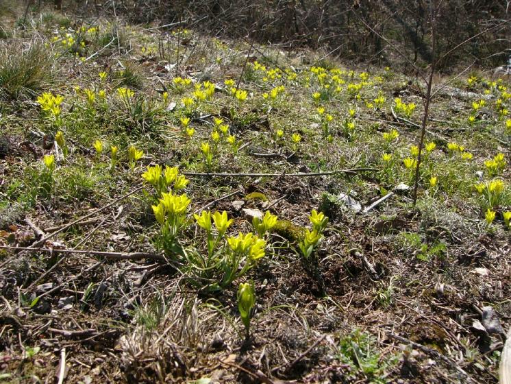 Křivatec český pravý (Gagea bohemica), Slavětice [TR], 5.3.2008, foto Josef Komárek